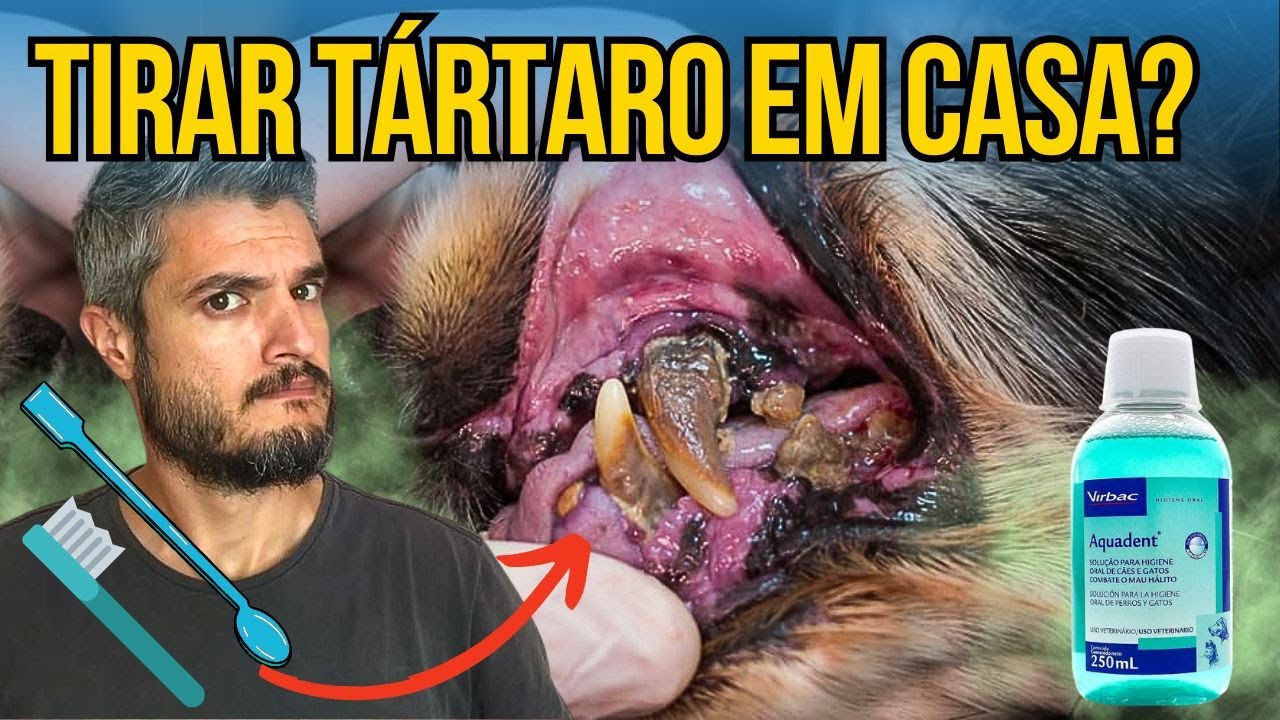 SOLUÇÃO CASEIRA PARA REMOVER TÁRTARO DOS DENTES DO CACHORRO COM BAFO FORTE CHEIRO NA BOCA DOS CÃES