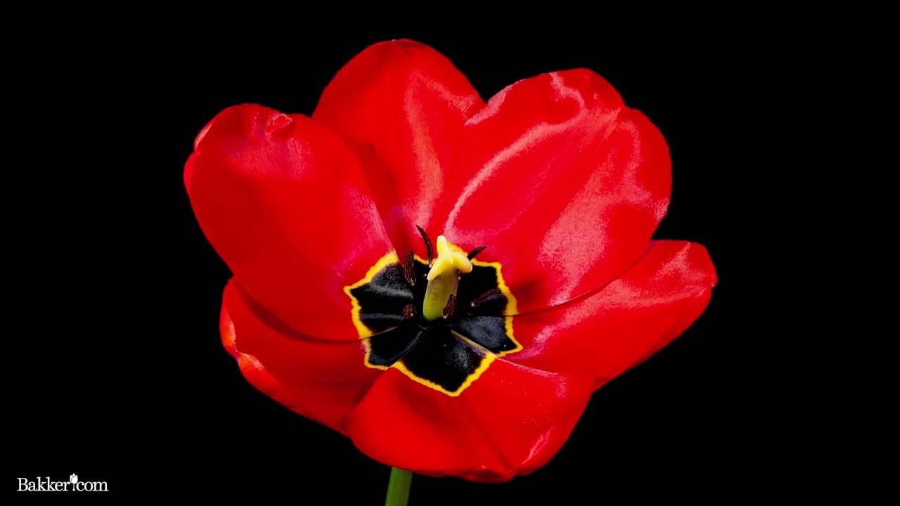 Gardening - Bakker.com Tulips