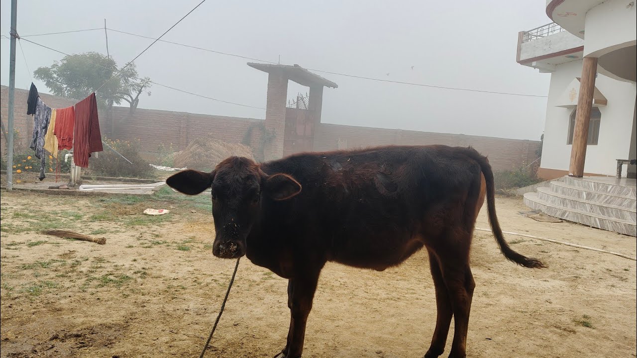 गाय के लिए ठंड की हो गई है आईएसआई वजह से वापस आ जाओ, यह सब काम है😱