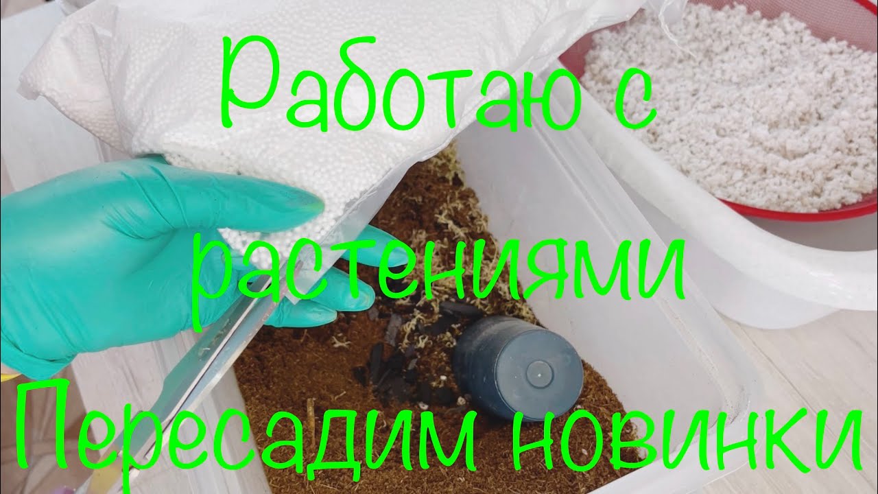 Замес грунта для папоротников и хищников ! Пересадим Новинки 😉🙋‍♀️
