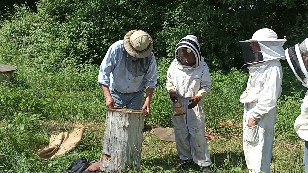 Stage d'accompagnement des abeilles en ruche tronc
