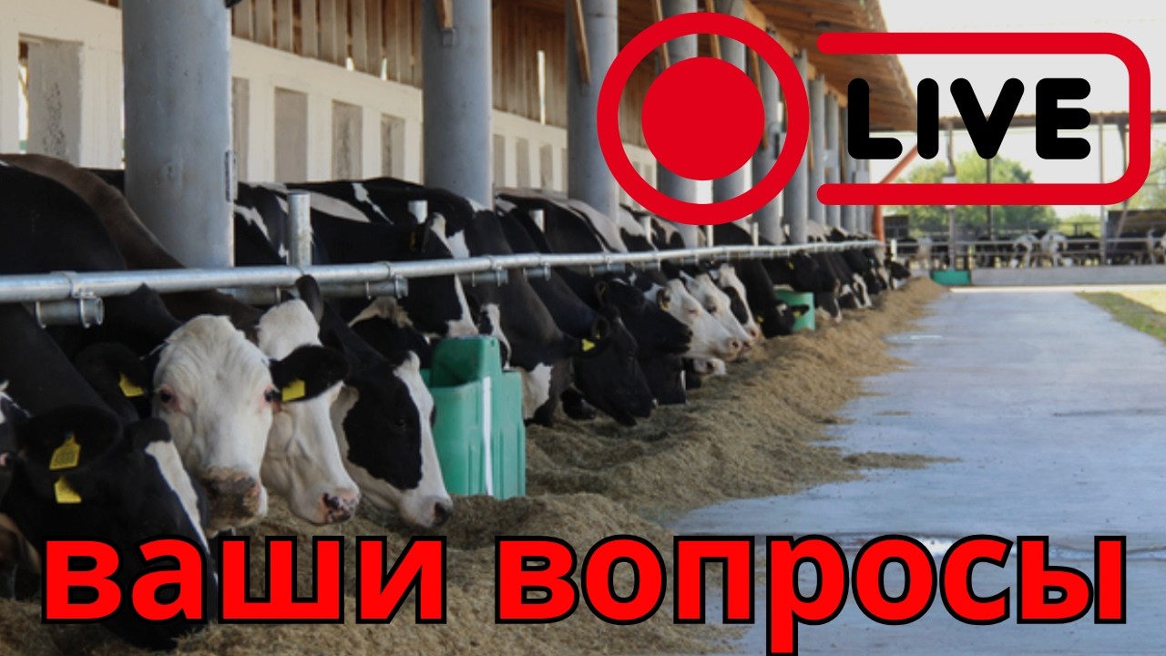 Подарочный эфир 8 марта для женщин и не только