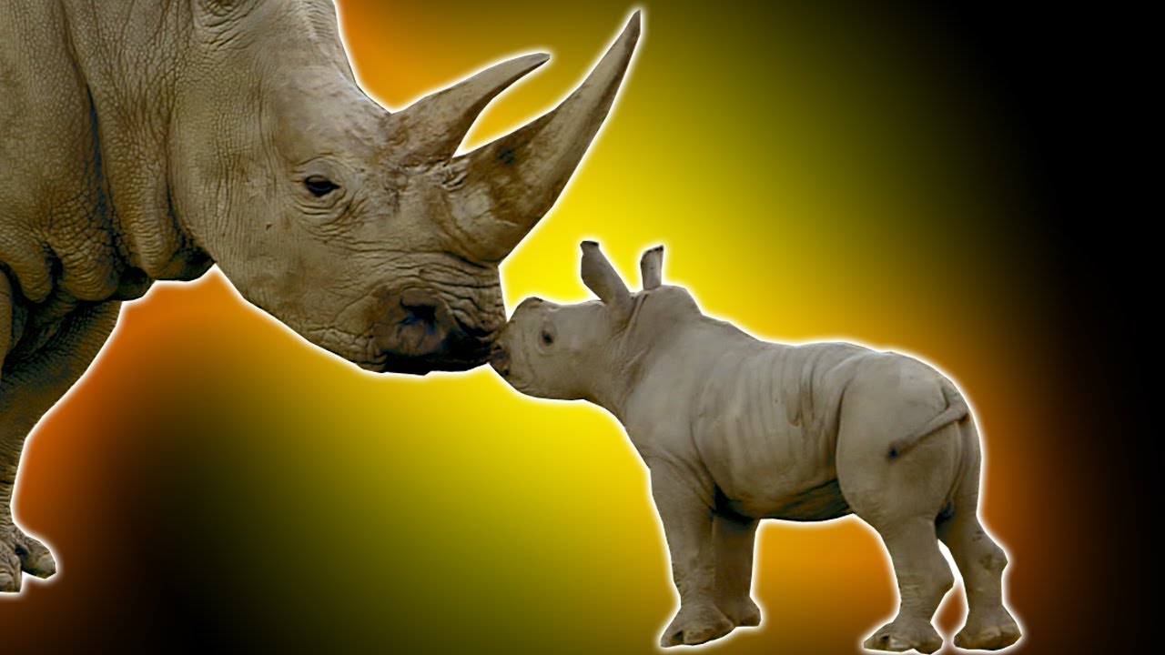 Cute Baby Rhino | The Travel Edit