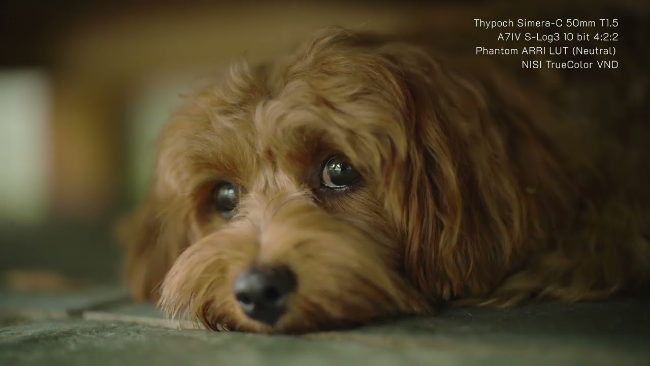 Thypoch Simera-C 50mm T1.5 Footage