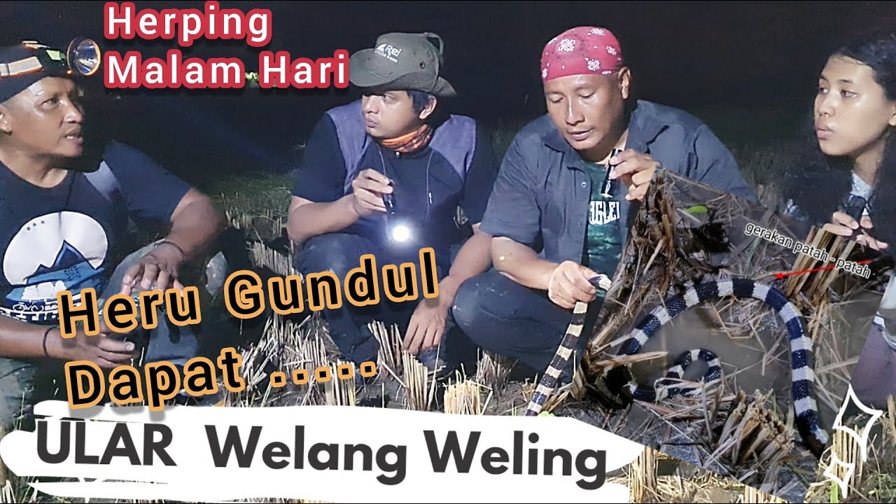 Herping Malam Hari dapat Welang Weling | Ular berbisa