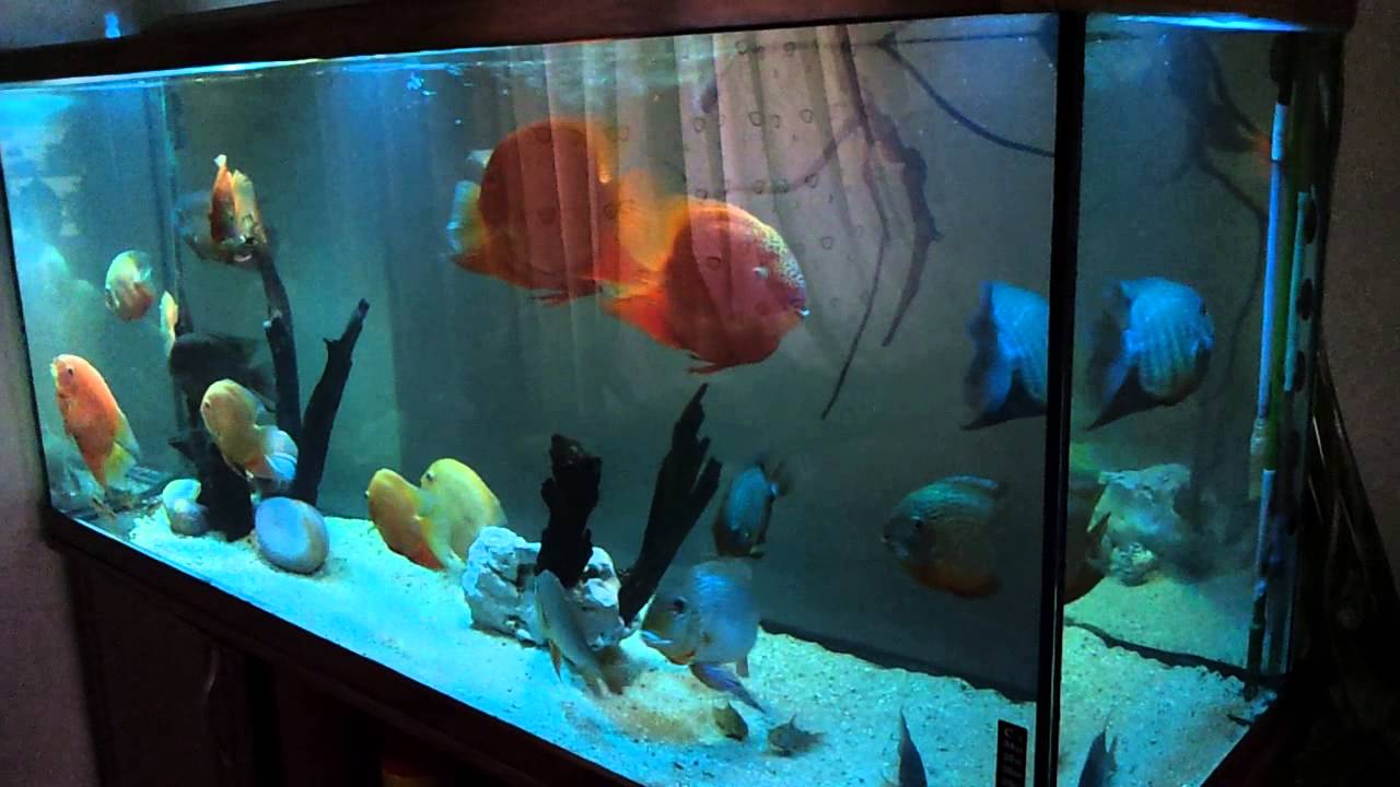 Satılık severum cichlid