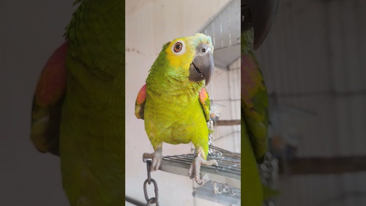 Esse é o Papagaio Kiko 