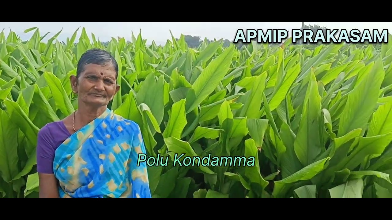 బిందు సేద్యం ద్వారా బంగారు సిరులు పసుపు సాగు బహు బాగు పోలు కొండమ్మ గారు
