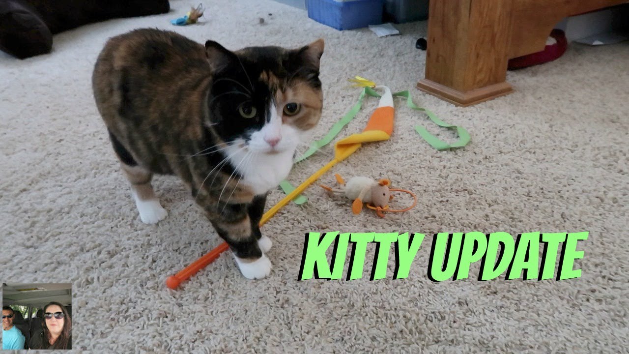 Updates On The Kitty Plus Errands Shop With Me | PaulAndShannonsLife