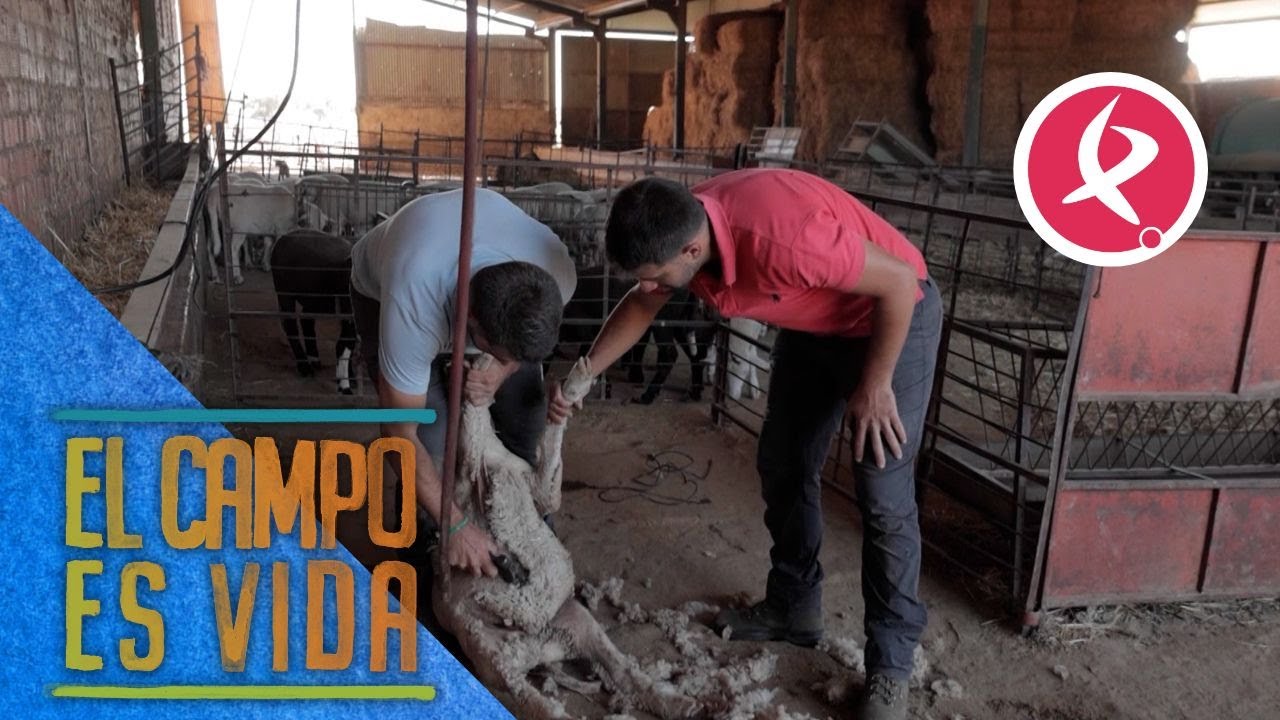 Los Mellis esquilan a las ovejas a la espera del otoño | El campo es vida