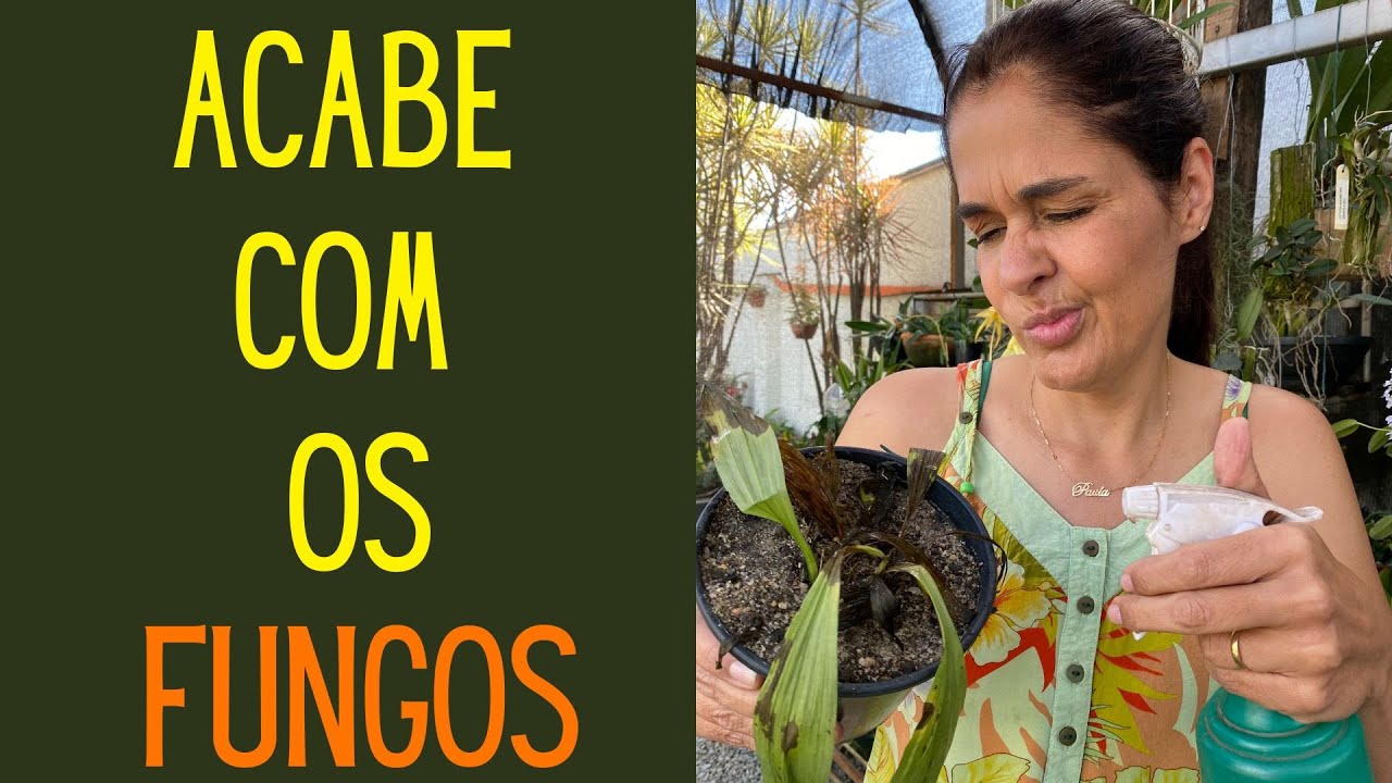 PRAGAS E DOENÇAS: Acabe com os fungos nas suas plantas