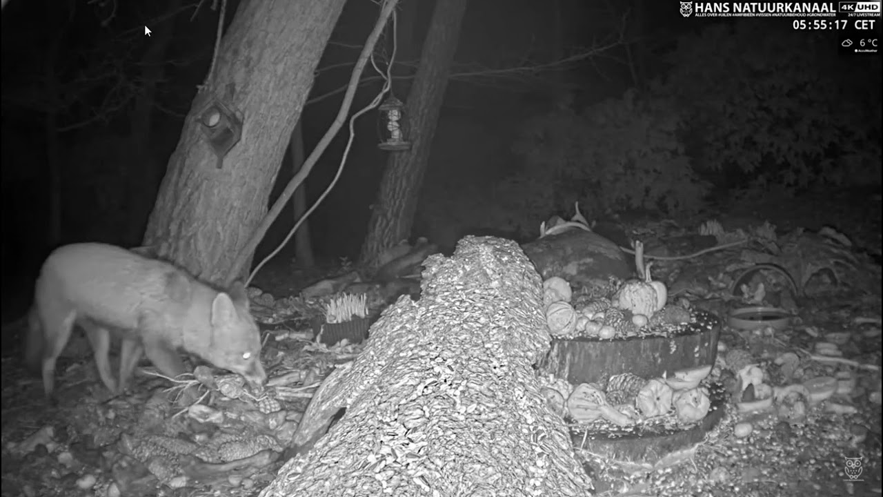 🐦 Live Bird Feeder & Forest Wildlife   🦊 Fox Night Visits   De Mortel Wildlife Camera NL   YouTube