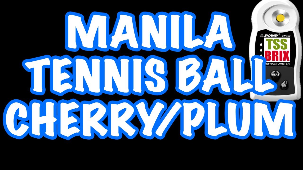 EP-42 മനില ടെന്നീസ് ബോൾ ചെറി / Manila tennis ball cherry Malayalam review