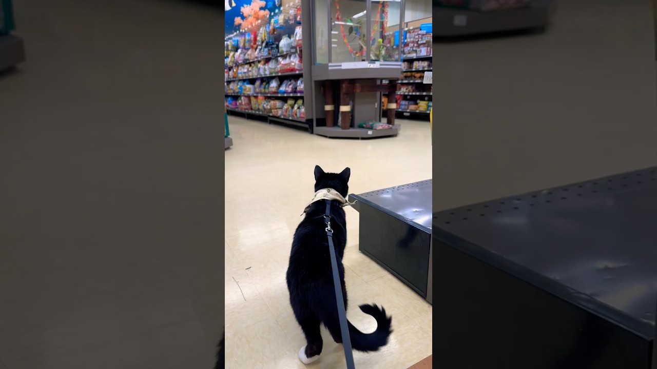 Obi asking for a bird as a &ldquo;pet&rdquo;. I think he&rsquo;s lying #cat #cute #happy #cattraining #love #animals