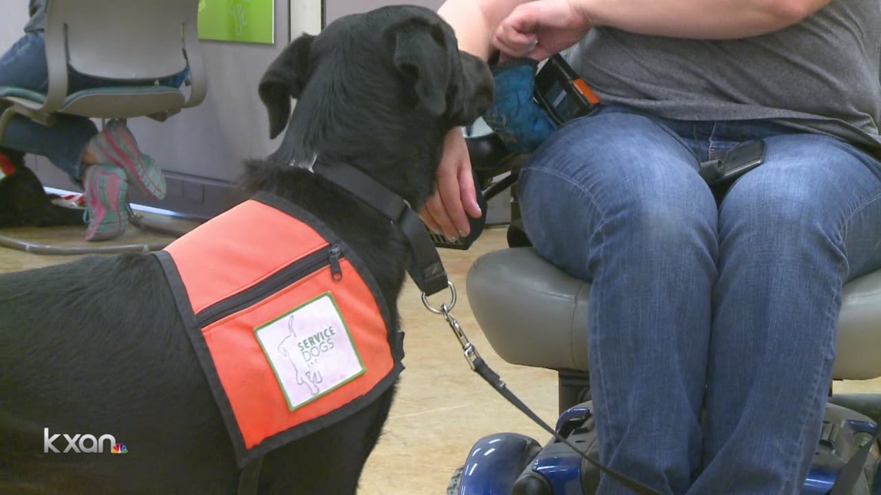 Fake service dogs: The harm caused by pet owners who break the rules
