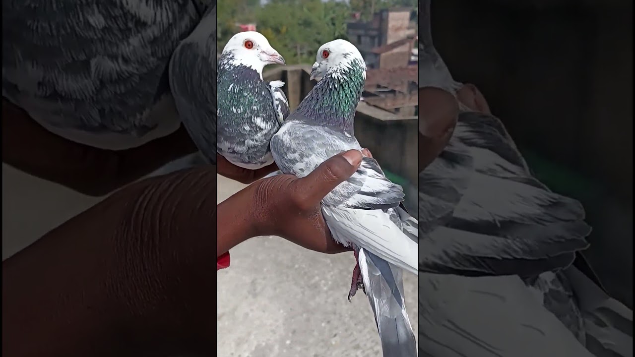 MY Racer Madrasi kabootar ki jora, #shorts #trending #viral #youtubeshorts #kabootar #shortsviral 💯