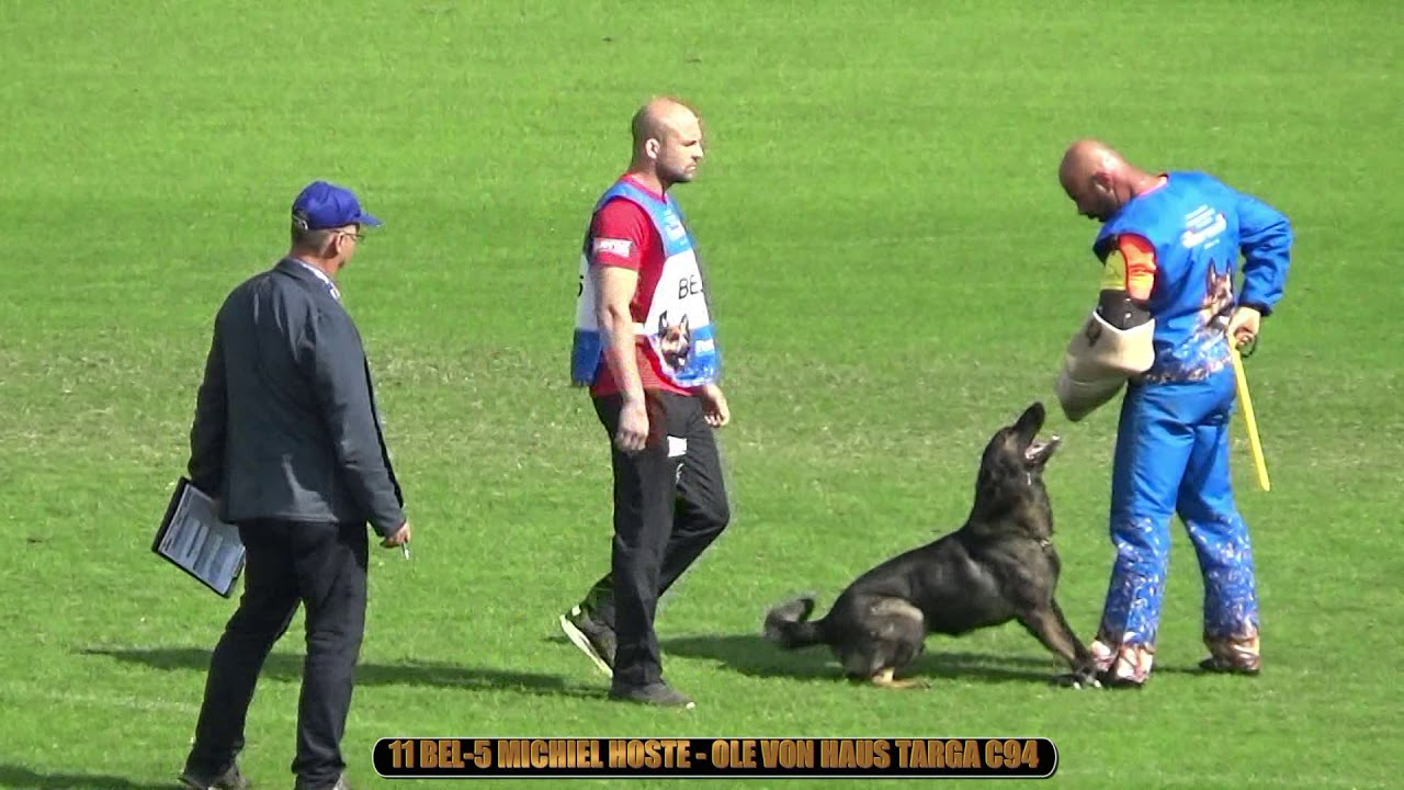 IGP C-Protection part 3 Back transport and attack on the dog  Highlights of WUSV IGP WM 2019