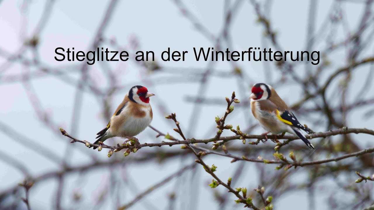 Stieglitze an der Winterfütterung