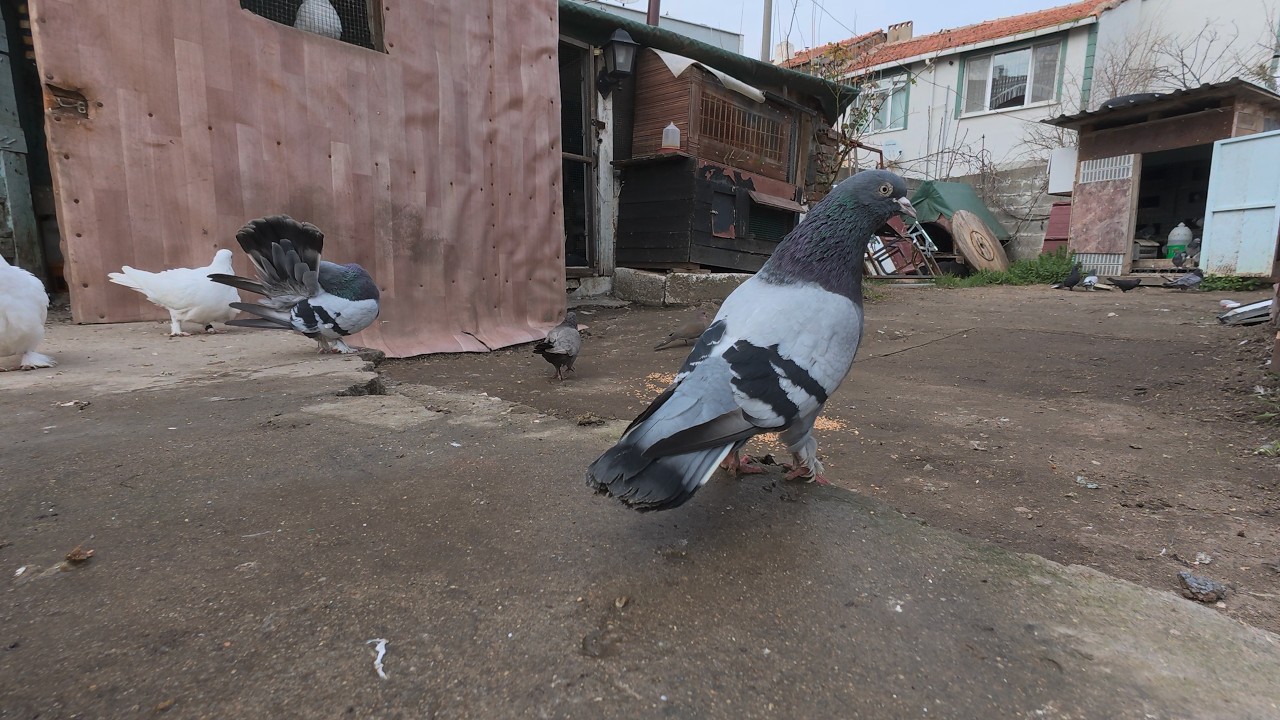 Happy Pigeons Eating & Roaming Freely 🕊️ | Relaxing Backyard Pigeon Feeding Time