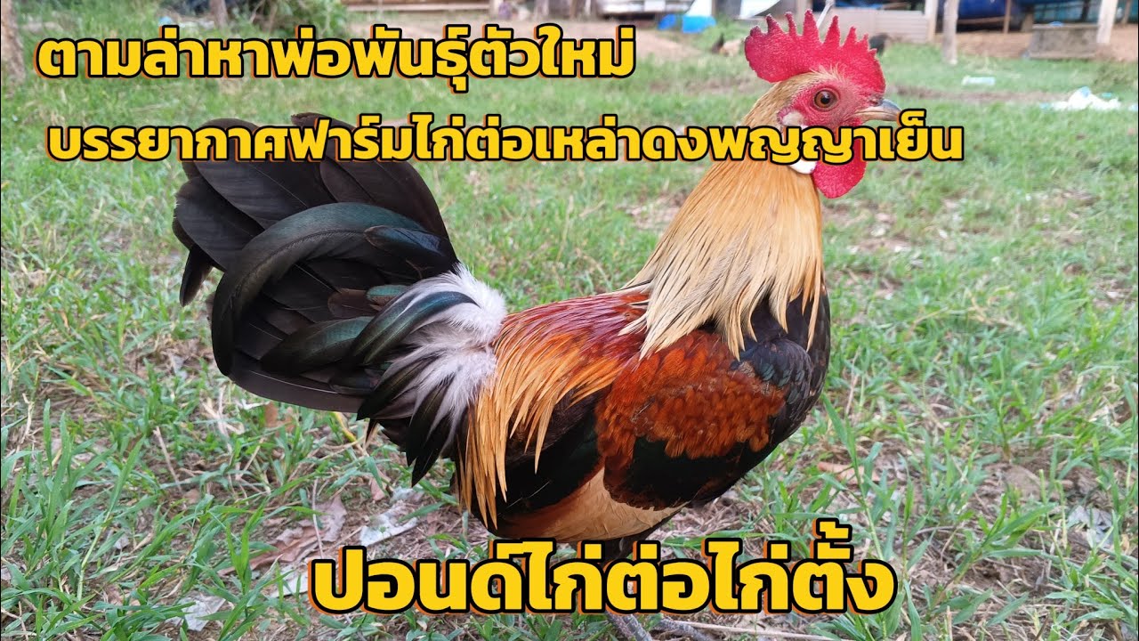 ไก่ต่อลูกผสมสวยๆ