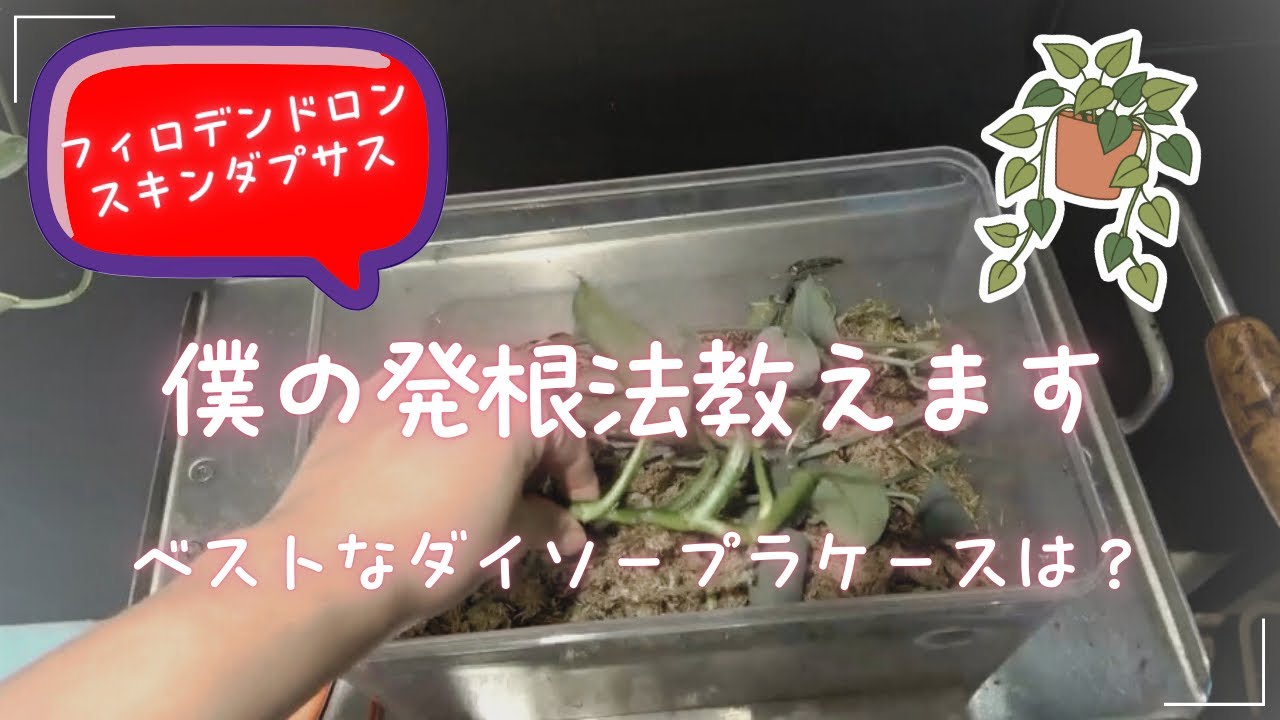 【アロイド系】僕の発根法を公開｜ベストなダイソープラケースはこれ