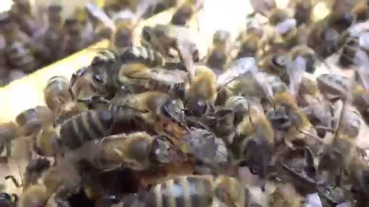 b.tree Imkerei junge Bienenkönigin wird gefüttert