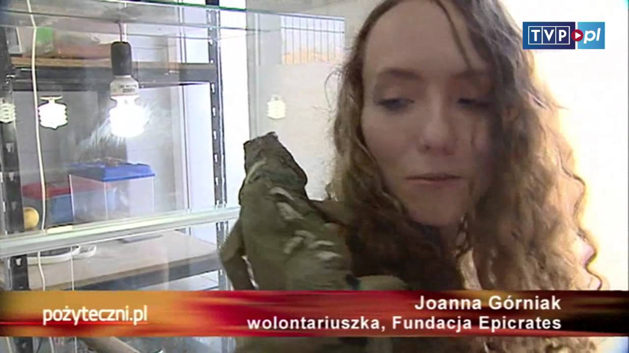 Pożyteczni.pl - Węże, skorpiony, jaszczurki...