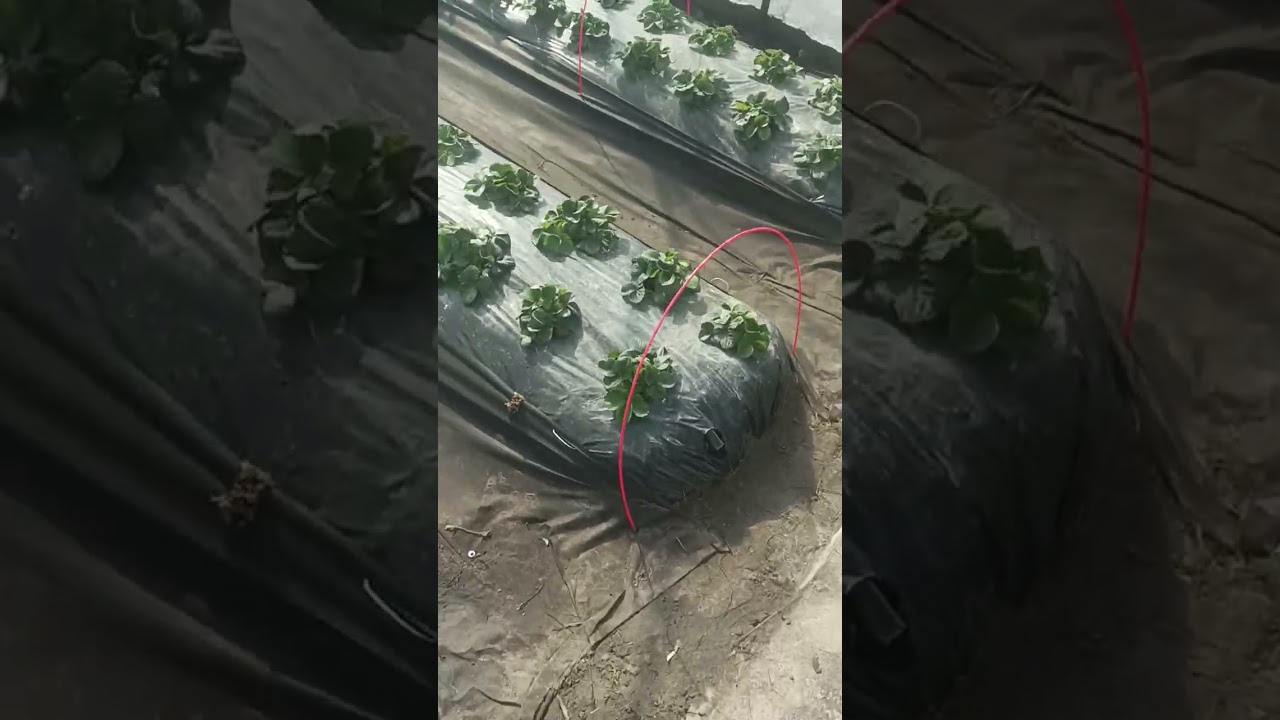 🍓 клубника 🍓 10марта обработки и состояние растений 
