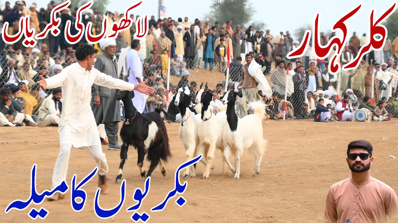 Chakwal Culture Goat (Bakrian ka Mela ) || Punjab Ki Saqafat || @TravelWithWaleed9 