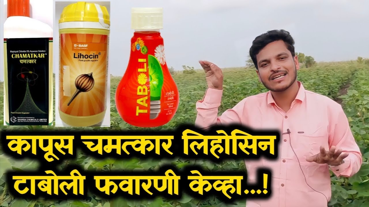 कपाशीला चमत्कार लिहासिन टाबोली फवारणी केव्हा करावी / chamatkar , lihocin , Taboli kapus favarani