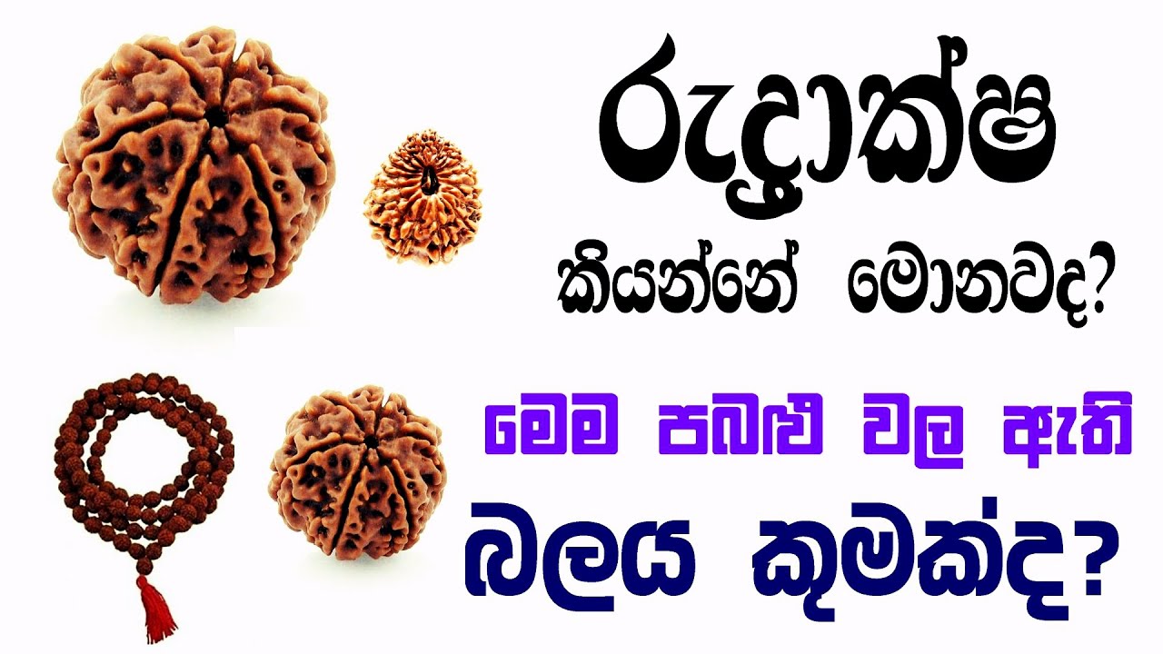 රුද්‍රාක්ෂ කියන්නේ මොනවද? එහි බලයන් මෙන්න