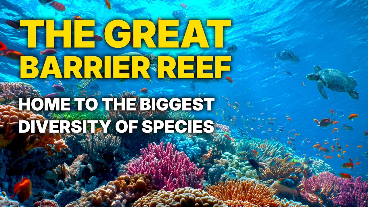 The Great Barrier Reef: Home to the biggest diversity of species | Full Documentary in English