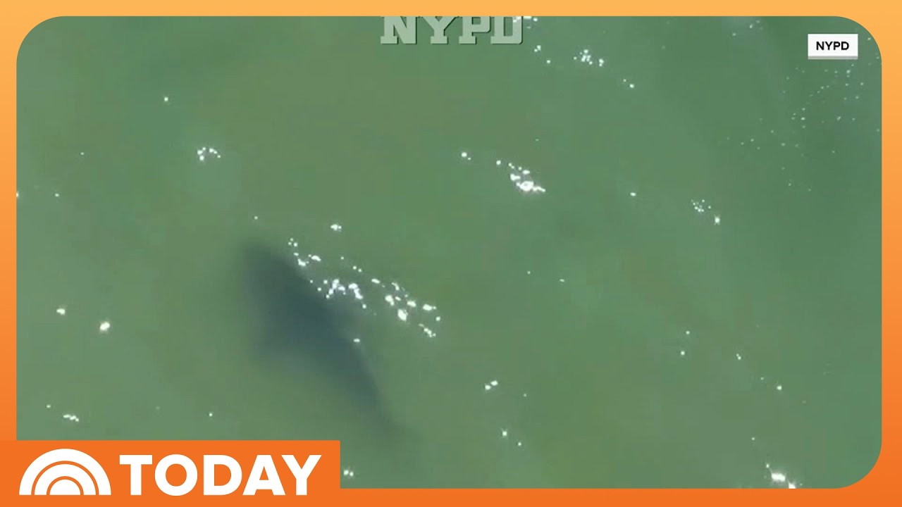 How Drones Are Being Used to Protect Swimmers From Sharks