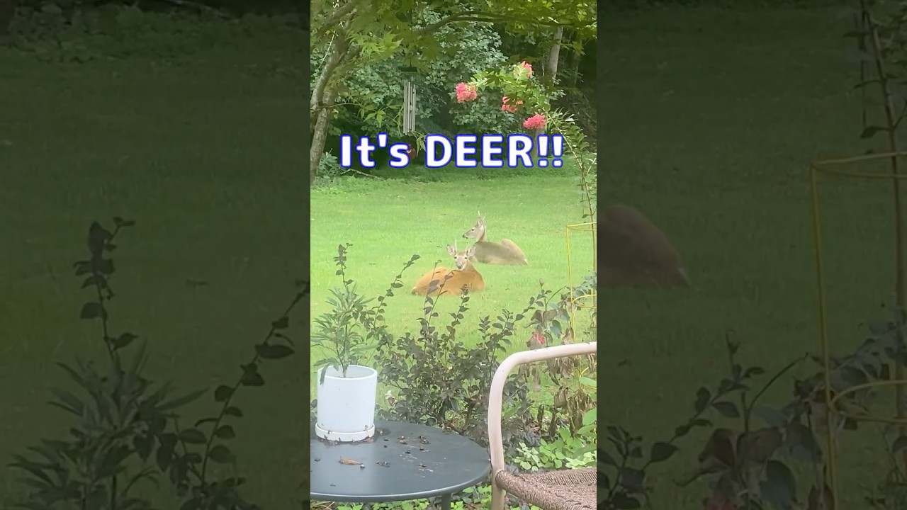 #shorts DEER in my backyard! 自宅の裏庭が動物園状態ｗ