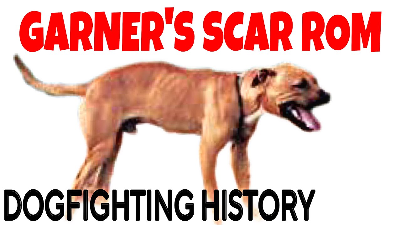 Dog Fighting HISTORY - Garner’s Scar ROM #gamedogs #buldogue #apbt