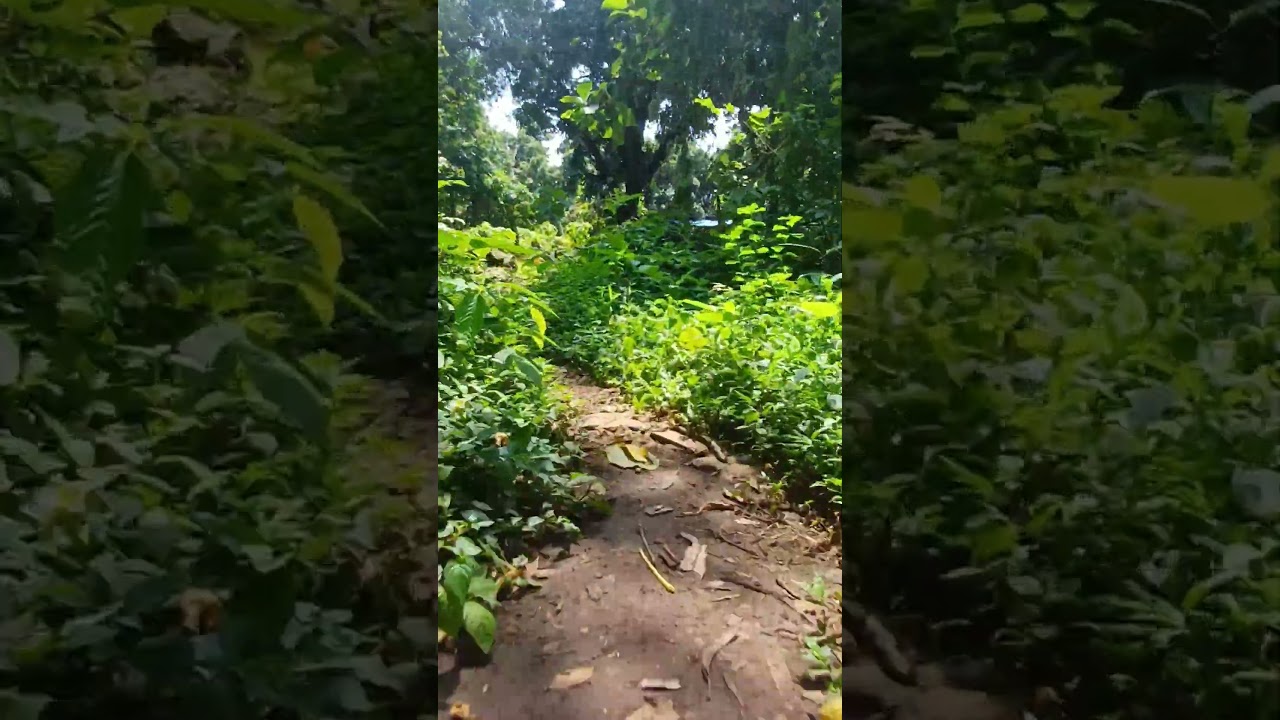 Temple Run - Konkan Edition 🌴 