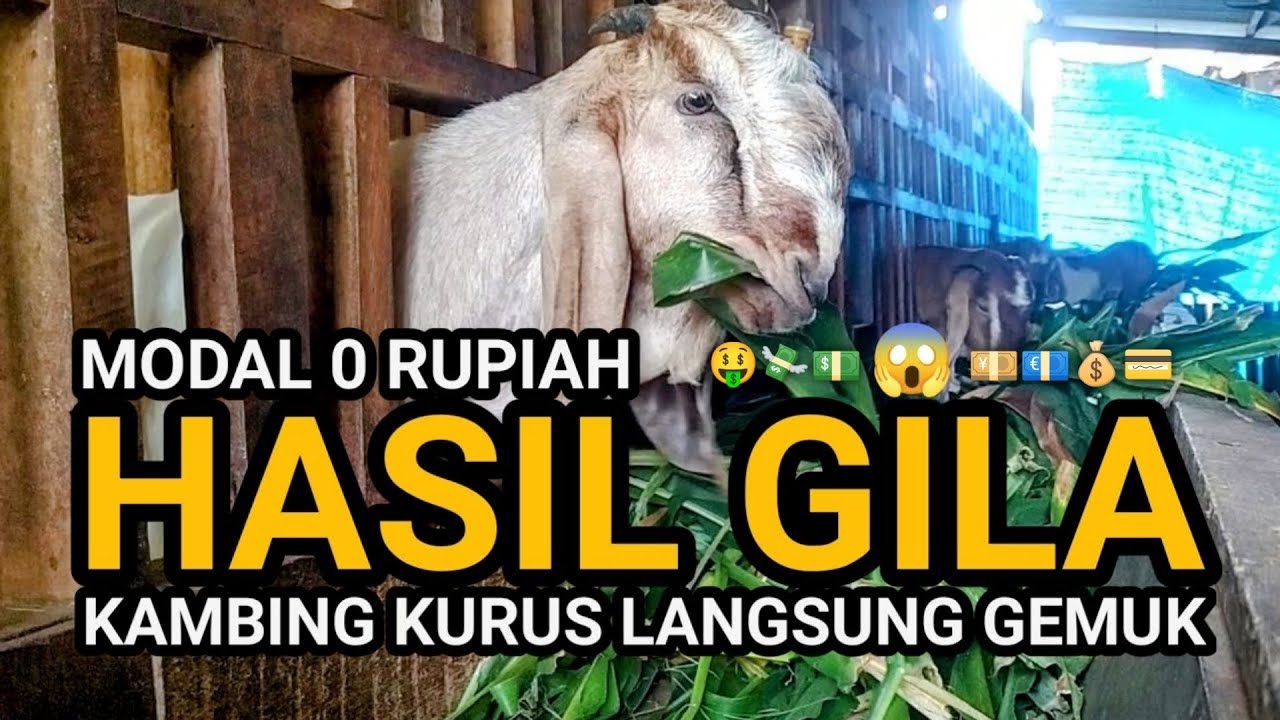 MODAL NOL TAPI HASIL GILA! 5 Pakan Liar yang Bikin Kambing Sehat & Berat Naik! 