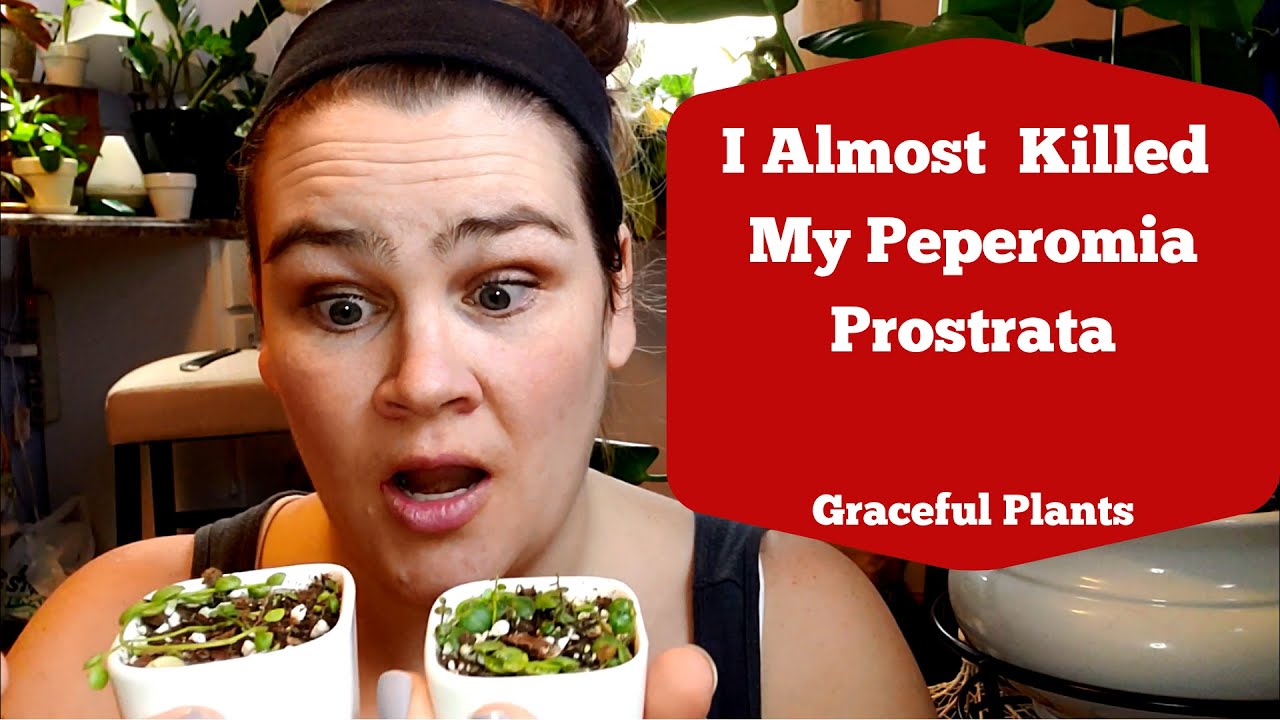 Rooting Peperomia Prostrata in Sphagnum Moss | Graceful Plants