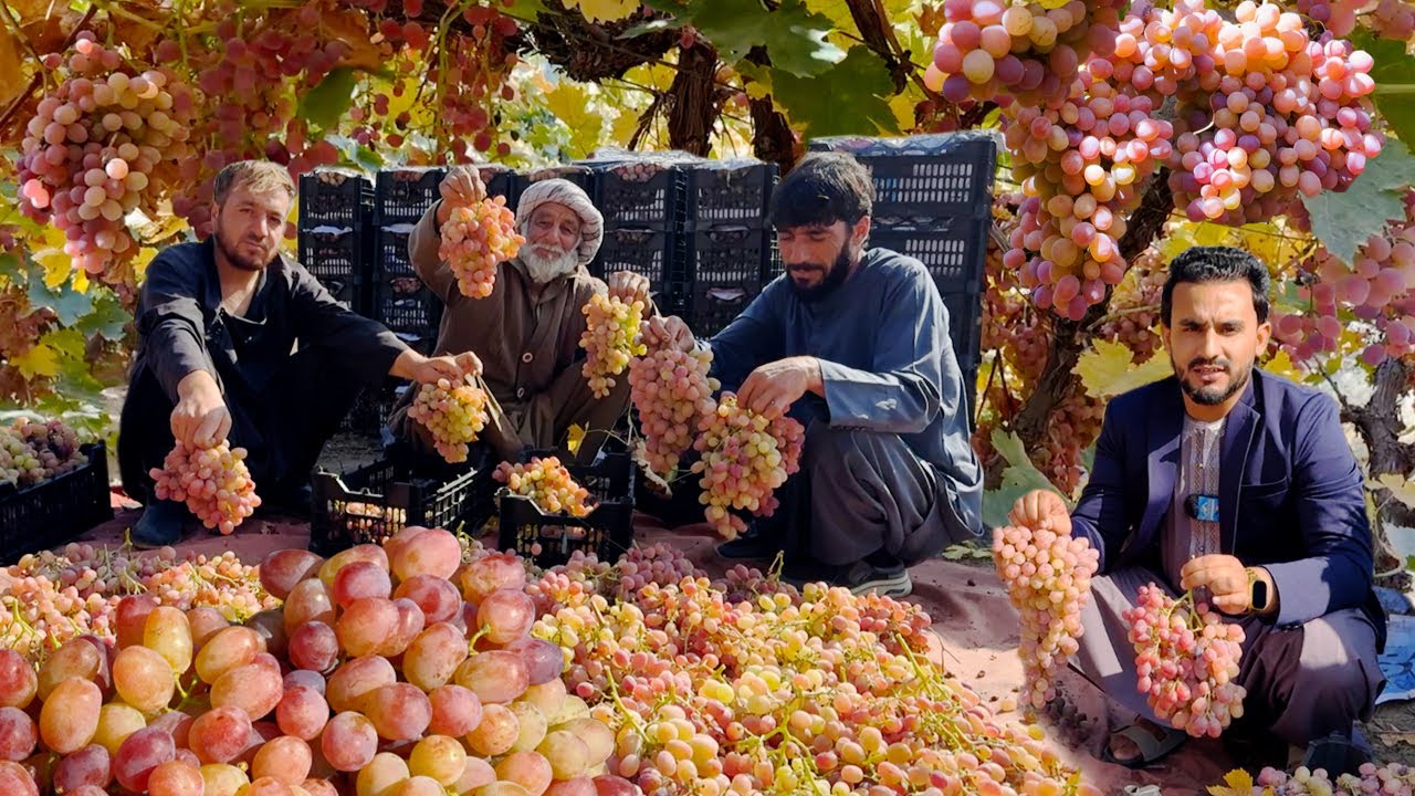Afghan grape to India, Pakistan,Tajikistan | Shamali Kabul | افغان خواږه انګور