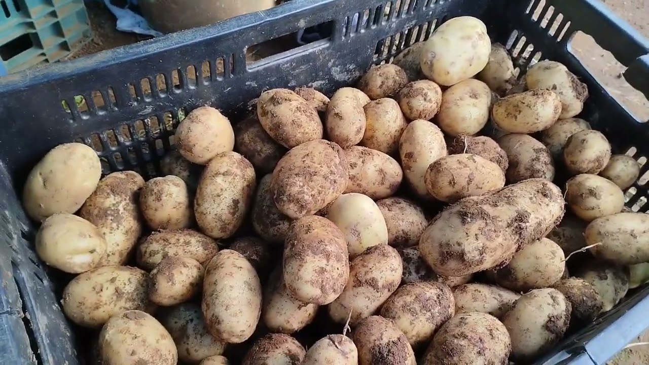 aprenda a plantar batatinha inglesa!!