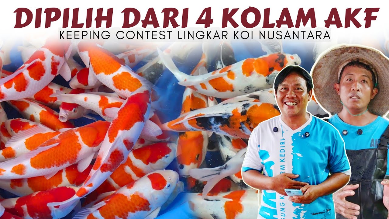Dipilih Langsung Owner AKF ❗Ikan Koi Calon Grand Champion Di Keeping Contest Kohaku & Showa By LKN