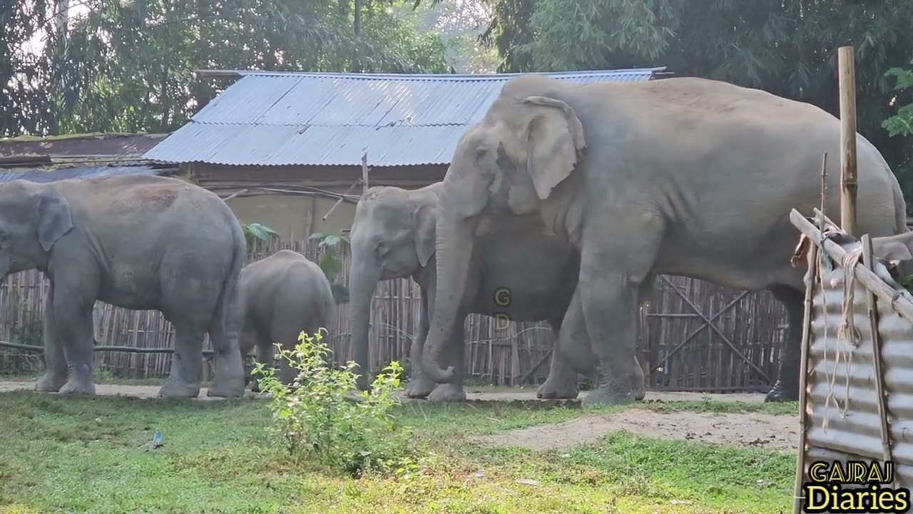 Wild Elephants Crossing Village || Sumoni Gaon || 65+ Wild Elephants in Village 