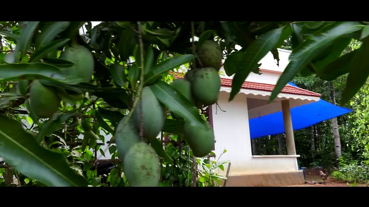 Jose studio pattazhy