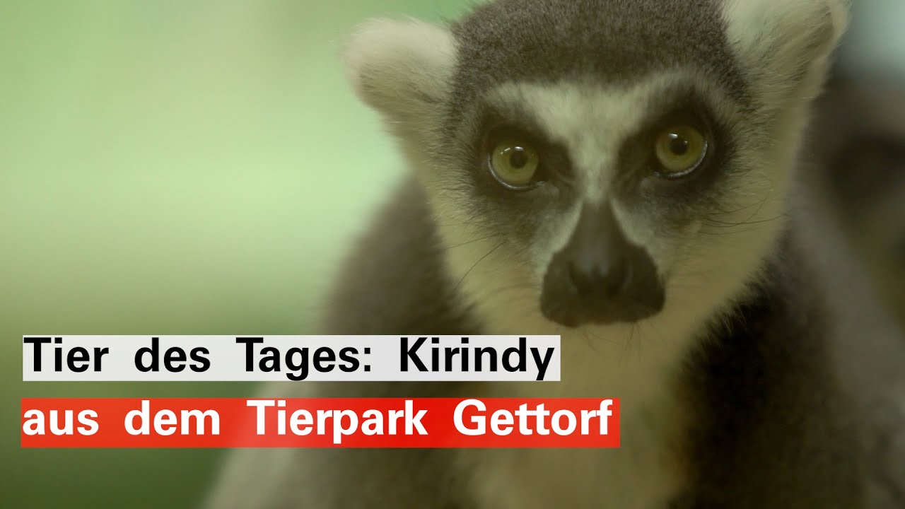 Tier des Tages: Kirindy, die Lemuren-Chefin aus dem Tierpark Gettorf