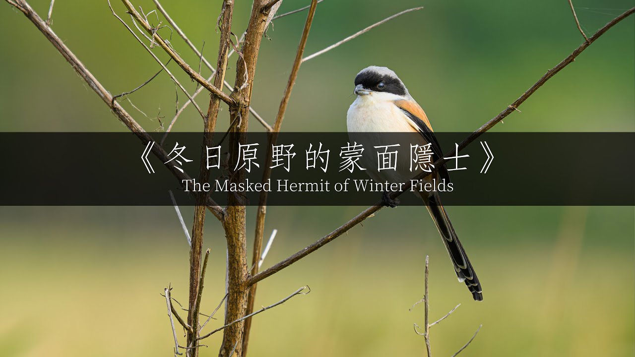 《冬日原野的蒙面隱士｜The Masked Hermit of Winter Fields》 #birdwatching #nikon #nikonz8  #birds  #wildlife