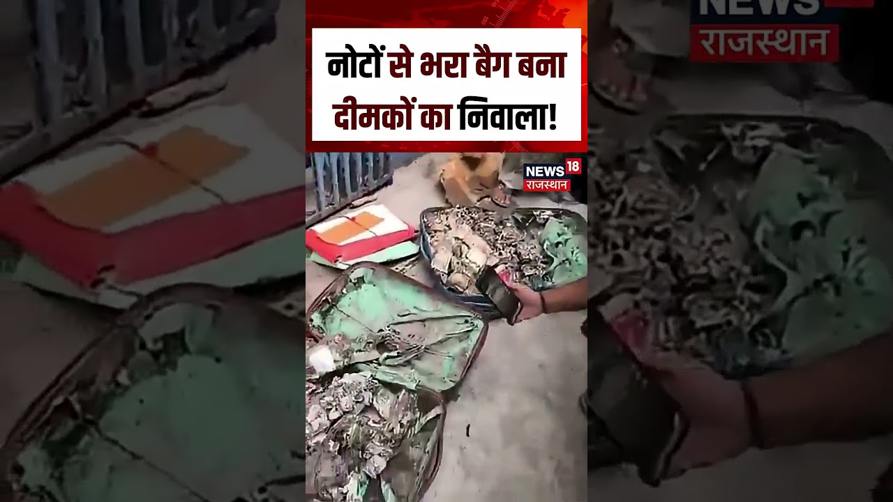Viral Cash Video : दीमकों ने नोटों से भरे बैग को किया बर्बाद | N18S | Viral | Cash | Top News |