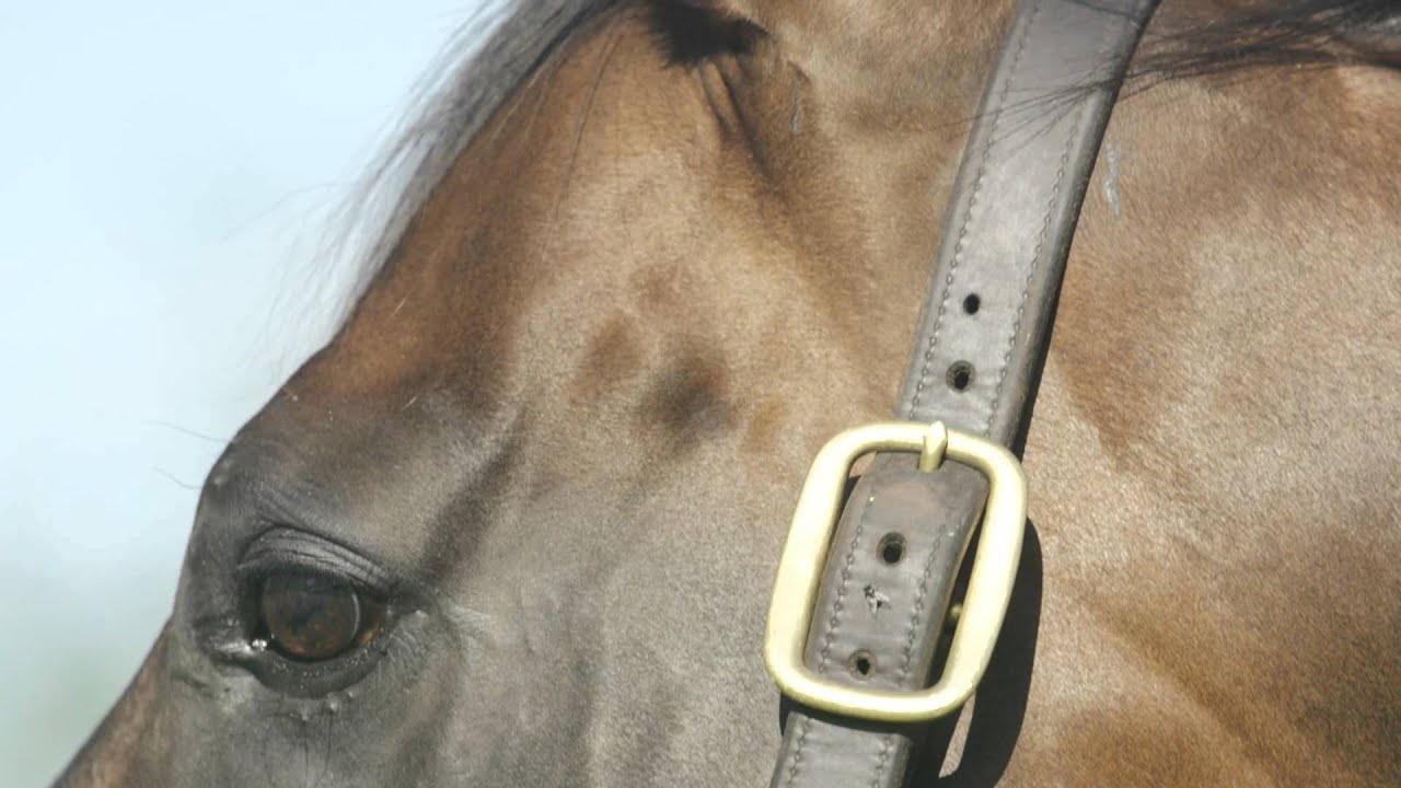 A Legacy Immortalised