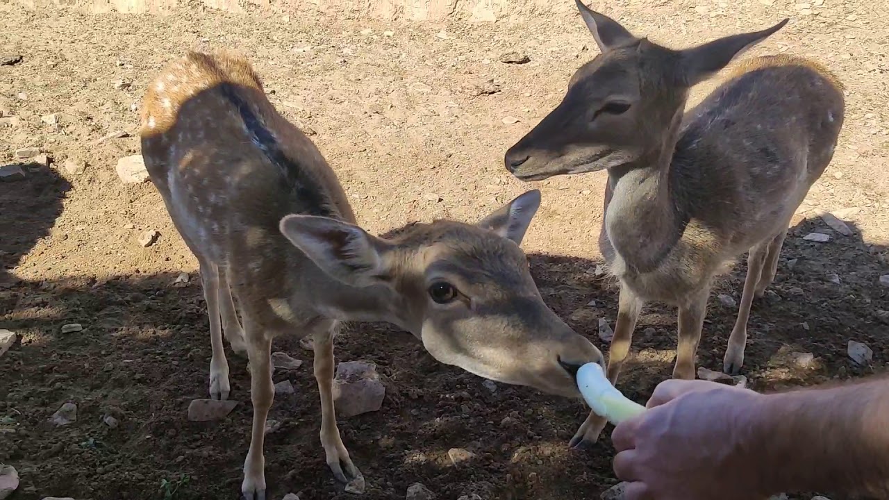 TOUR por el ZOO de Terra Natura😱Vemos,tocamos y alimentamos CIERVOS!!! Jugando en familia