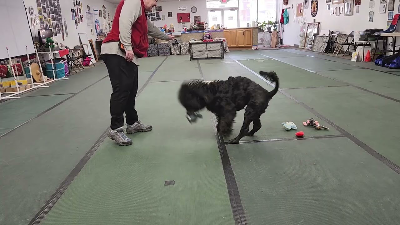 Pick up toys, drop in basket