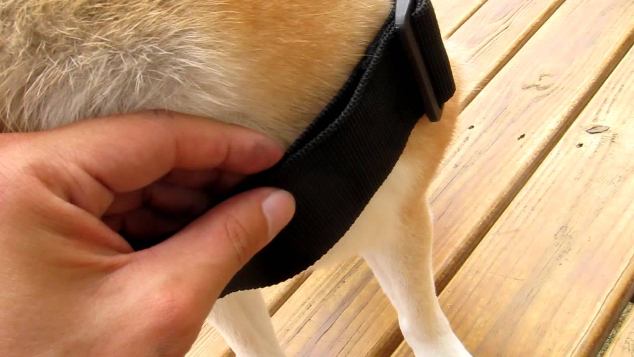 Review: Dean & Tyler Dog Harness (compared to Ruff Wear Approach Pack)
